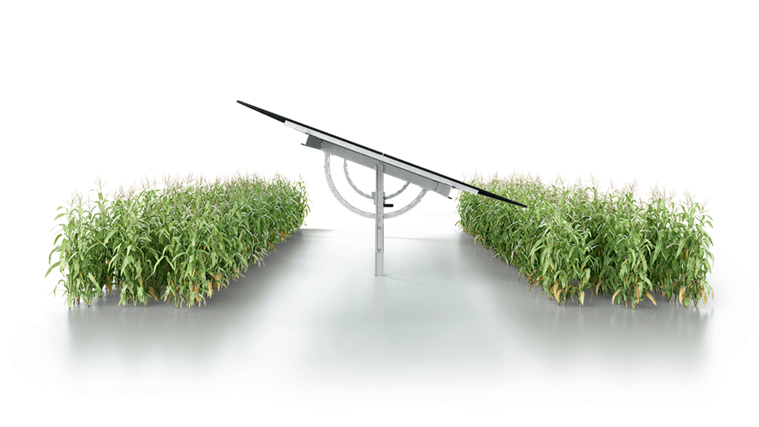 A solar panel installation in the middle of a green agricultural field with lush, tall crops on either side.